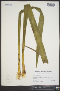 Yucca filamentosa image