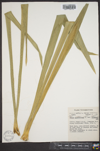 Yucca filamentosa image