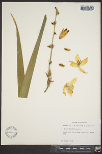 Yucca filamentosa image