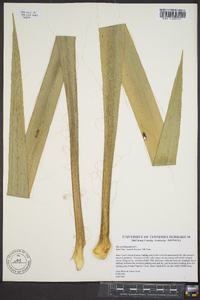 Yucca filamentosa image