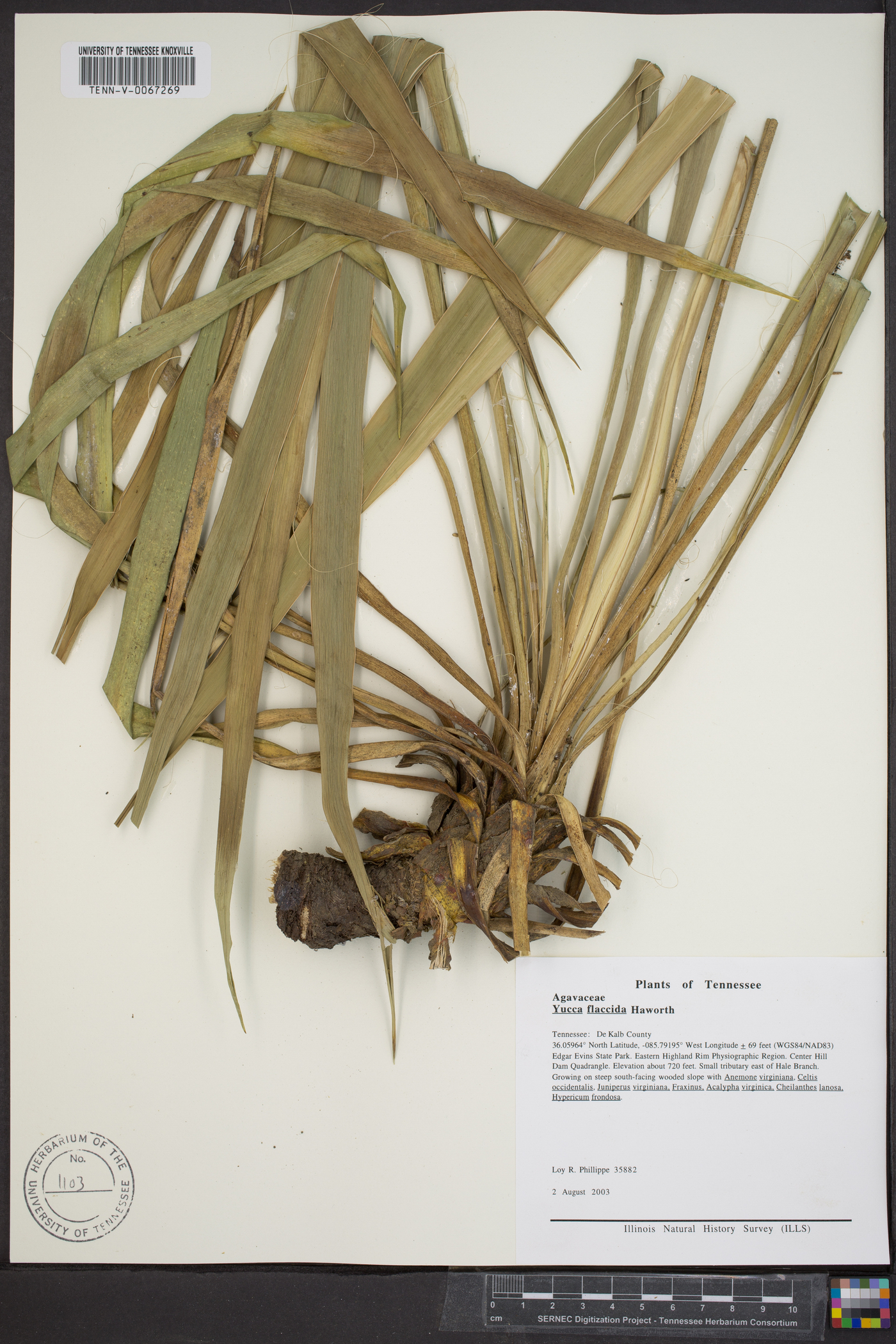 Yucca flaccida image