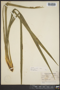 Yucca filamentosa image