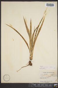 Yucca filamentosa image