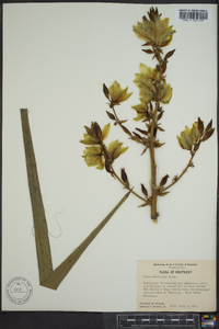 Yucca filamentosa image