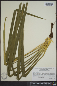 Yucca filamentosa image