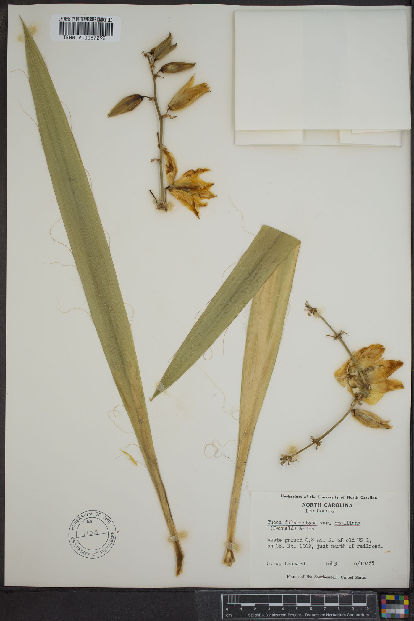 Yucca flaccida image