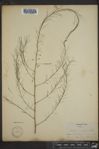 Asparagus officinalis image