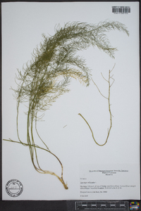 Asparagus officinalis image