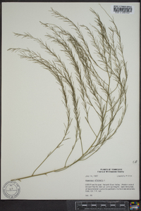 Asparagus officinalis image