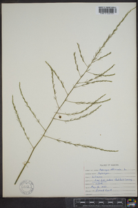 Asparagus officinalis image