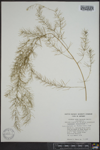 Asparagus officinalis image