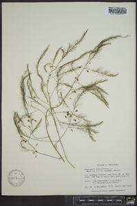 Asparagus officinalis image