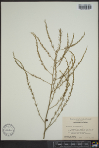 Asparagus officinalis image