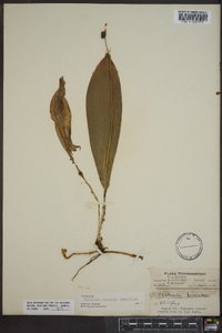 Clintonia borealis image