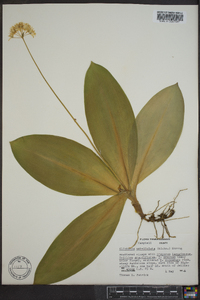 Clintonia umbellulata image