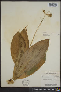 Clintonia umbellulata image