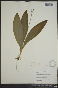 Clintonia umbellulata image