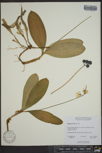 Clintonia borealis image