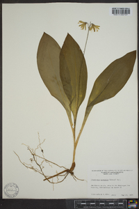 Clintonia borealis image