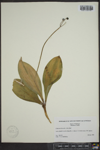 Clintonia borealis image