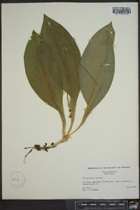 Clintonia borealis image