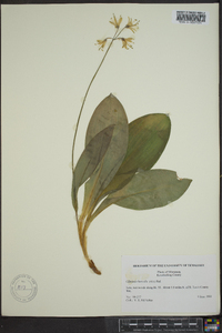 Clintonia borealis image