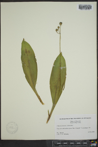 Clintonia borealis image