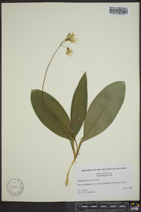 Clintonia borealis image