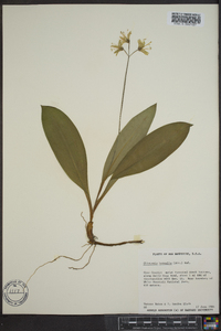 Clintonia borealis image