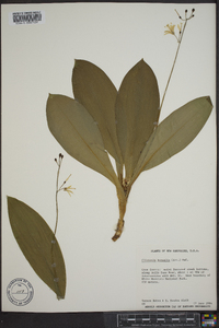 Clintonia borealis image