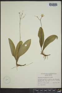 Clintonia borealis image