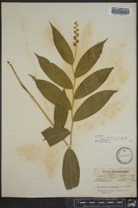 Maianthemum racemosum subsp. racemosum image