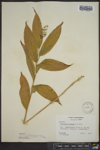 Maianthemum racemosum subsp. racemosum image