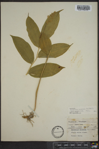 Maianthemum racemosum subsp. racemosum image