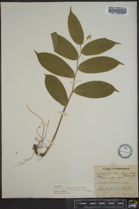 Maianthemum racemosum subsp. racemosum image