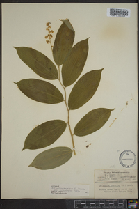 Maianthemum racemosum subsp. racemosum image