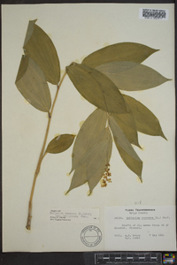 Maianthemum racemosum subsp. racemosum image