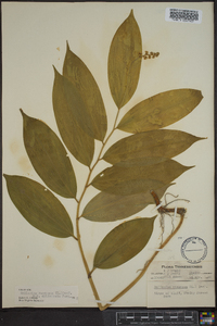 Maianthemum racemosum subsp. racemosum image