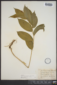 Maianthemum racemosum subsp. racemosum image