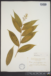 Maianthemum racemosum subsp. racemosum image