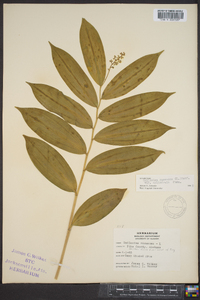 Maianthemum racemosum subsp. racemosum image