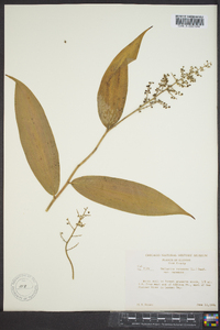 Maianthemum racemosum subsp. racemosum image