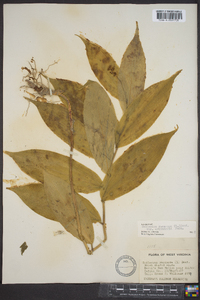 Maianthemum racemosum subsp. racemosum image