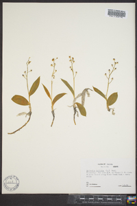 Smilacina trifolia image
