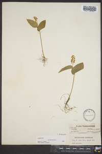 Maianthemum canadense image