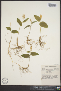 Maianthemum canadense image