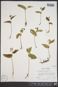 Maianthemum canadense image