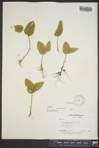 Maianthemum canadense image