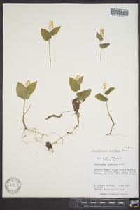 Maianthemum canadense image