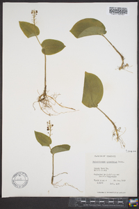 Maianthemum canadense image